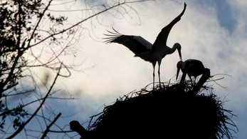 Leragadtak a magyar gólyák a Szaharában a sáskabőség miatt