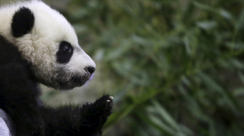Hasi műtét után lábadozik Washington kedvenc pandabébije