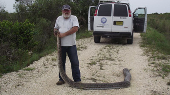 A pitonok lassan felzabálják az aligátorokat és minden mást is az Everglades Nemzeti Parkban