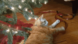 Karácsony + macska = katasztrófa