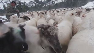 Látott már bárányhajtást 360 fokos videóban?