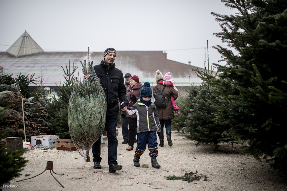 Advent utolsó vasárnapján megindul az igazi roham a karácsonyfákért. Kisgyermekes családok hosszas tanakodás után választják ki a megfelelő fát, aminél alapkövetelmény hogy nagyobb legyen náluk.