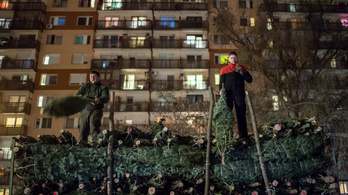 A karikós karácsonyfa útja Zalából a budapesti otthonokba