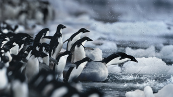 Sószűrő van a pingvinek szemgödrében