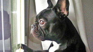 Carrie Fisher kutyája az ablakból nézve várja haza gazdáját - így gyászolják a sztárok a színésznőt