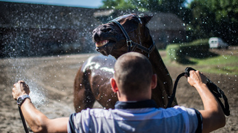 Csodaló nélkül a büszkeség tartja életben a magyar lóversenyt