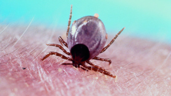 Nagyon ígéretes egy új Lyme-kór elleni kezelés
