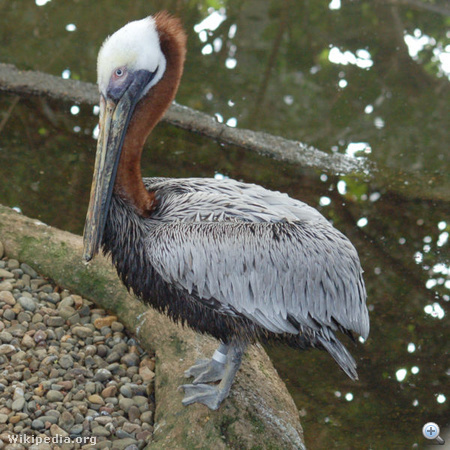 Barna pelikán (Pelecanus occidentalis)