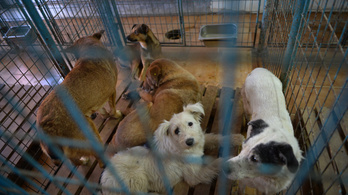 Több mint kétezer egészséges állat halt kínhalált egy spanyol menhelyen