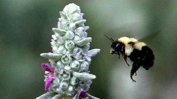 Veszélyeztetett faj lett egy méh Amerikában