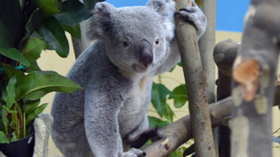 Elpusztult Vobara, a Fővárosi Állatkert egyik koalája