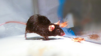 Gyilkos ösztönöket aktivál a lézer az egerekben