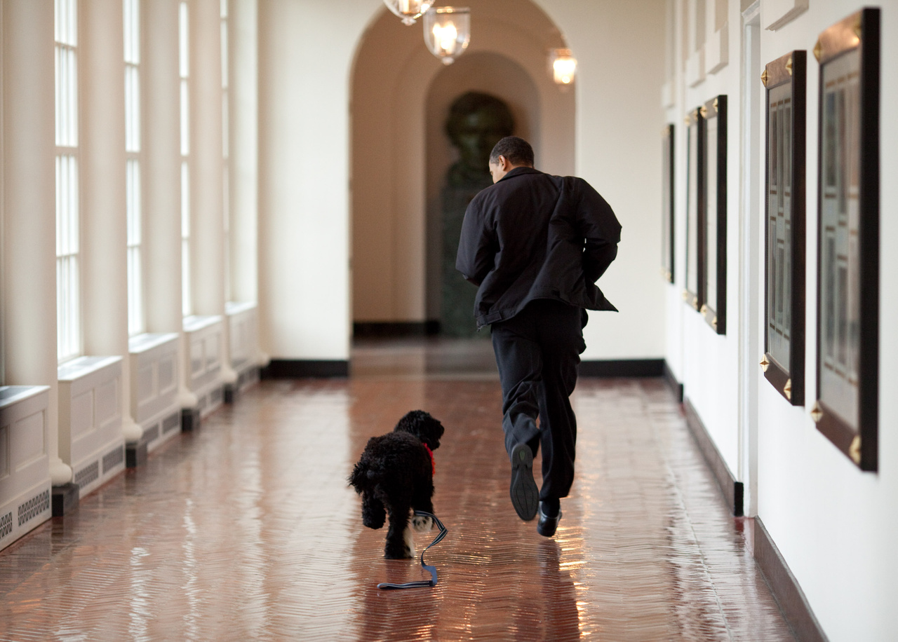 Obama és a kutyája Bo szaladgálnak a Fehér Ház egyik folyosóján. Obama első kutyája, Bo 2009-ben került a Fehér Házba, és igazi médiasztár lett belőle, de a második ciklus elején kapott egy portugál vízikutya társat, Sunnyt, hogy ne legyen magányos.