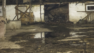 Leégett egy állatmenhely Kiskunlacházán