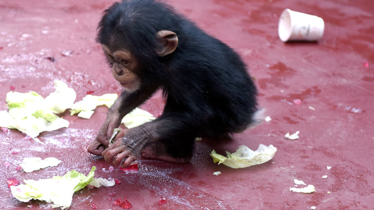 Csimpánzbébit mentettek a BBC oknyomozói a titkos kék szobából