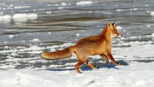 Most egy tóban találtak jégbe fagyott rókát