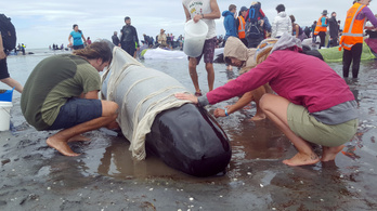400 delfin sodródott partra Új-Zélandon