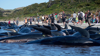 Rengeteg delfint mentett meg a dagály Új-Zélandon