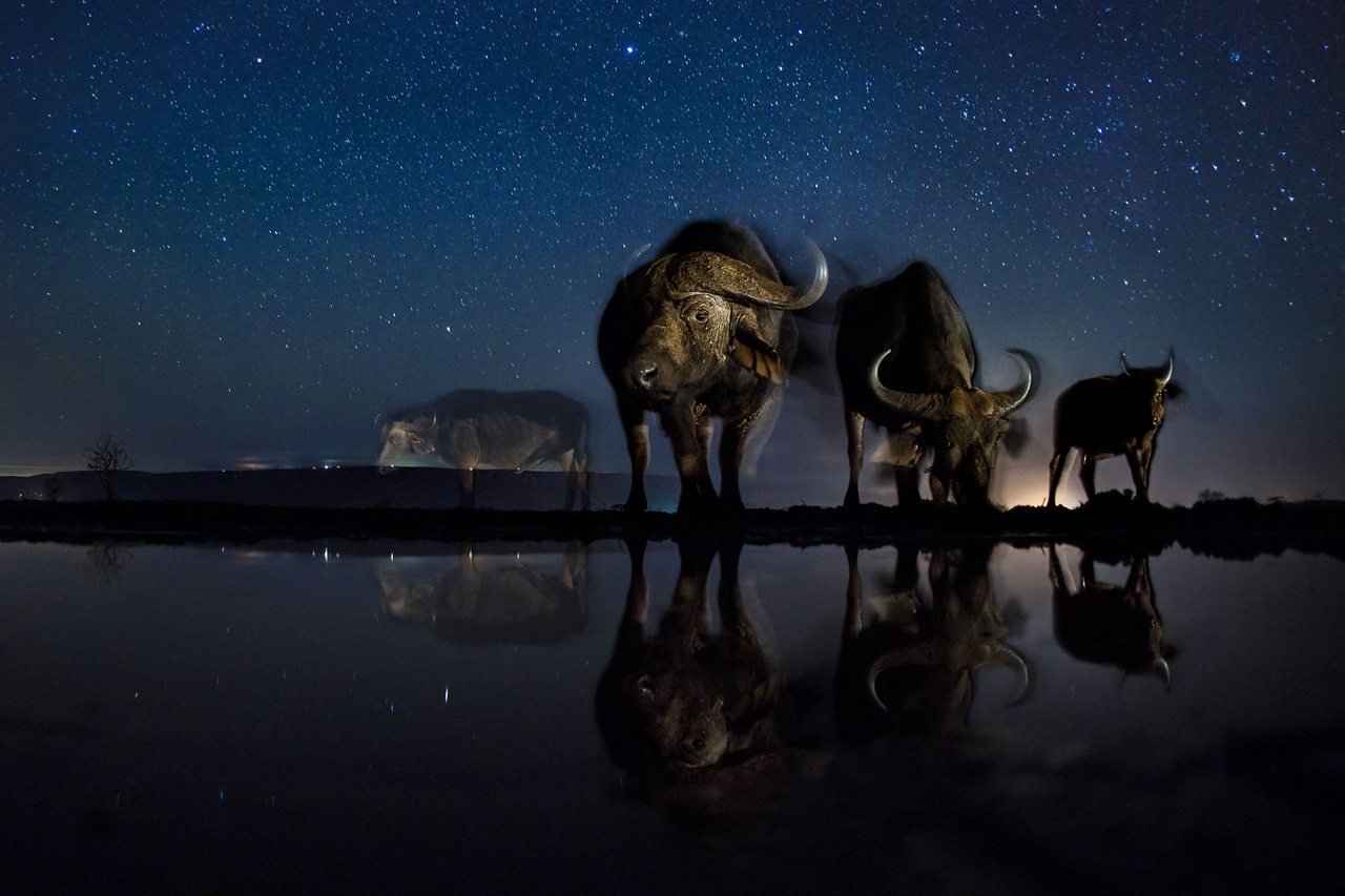 Természet (sorozat) III. helyÉjszakai itató. Máté Bence szabad szemmel jobbára láthatatlan, mégis teljesen hétköznapi élethelyzeteket fotózott Afrikában: az éjjel az itatónál pihenő állatokról távirányítású kamerával készültek ezek a fotók.