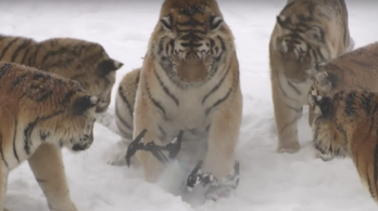Azokat a szép, drónra vadászó szibériai tigriseket meg fogják ölni