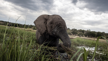 Az elefántok letaposnak mindent, de ez áldás a klímának