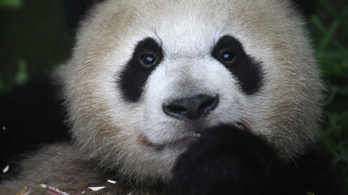 Rájöttek, miért foltos a panda