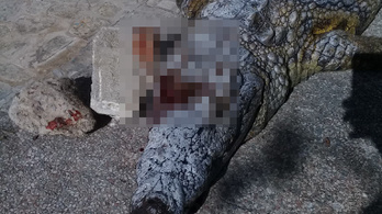 Kövekkel vertek agyon egy állatkerti krokodilt Tunéziában