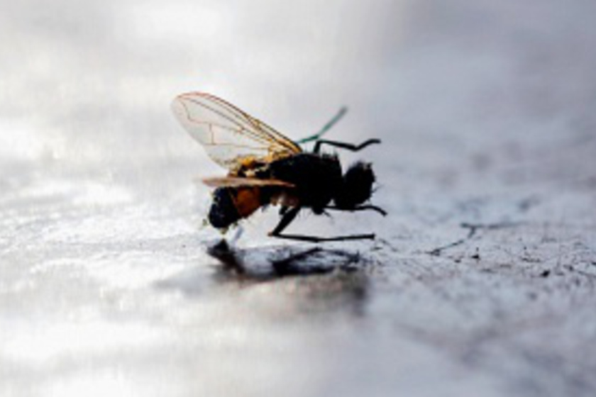Ezt tedd a lakásba, hogy ne jöjjenek be a legyek és a szúnyogok: a legjobb praktikák bosszantó rovarok ellen