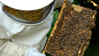 A méz ötöde hamisítvány az uniós piacon