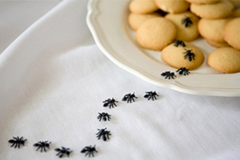 4 kipróbált házi csodaszer hangyák ellen