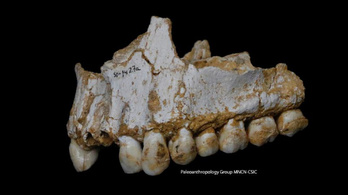 Fájdalomcsillapítót és antibiotikumot szedett a neandervölgyi ember
