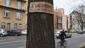 Föltáblázott 12 kivágásra ítélt védett fát a MKKP Szegeden