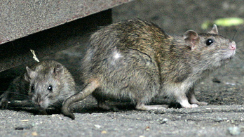 1,6 milliárd forint a fővárosi patkányokra