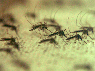 Az óránkénti ezres csípésszám csak a szúnyoginvázió kezdete