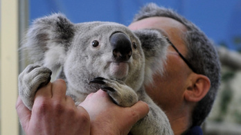 Elaltatták az állatkert rákos koaláját