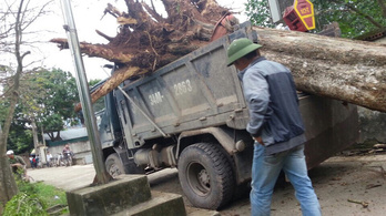 Több mint egymillió dollárért kelt el egy ritka vietnami fa