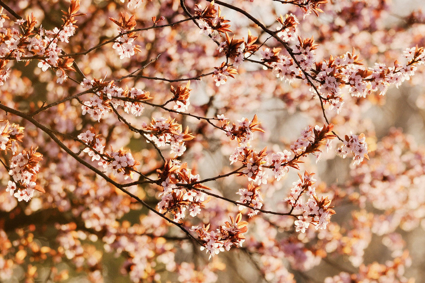 Tavaszi virágözön Magyarországon: 5 hely, ahol igazi tündérkertet láthatsz