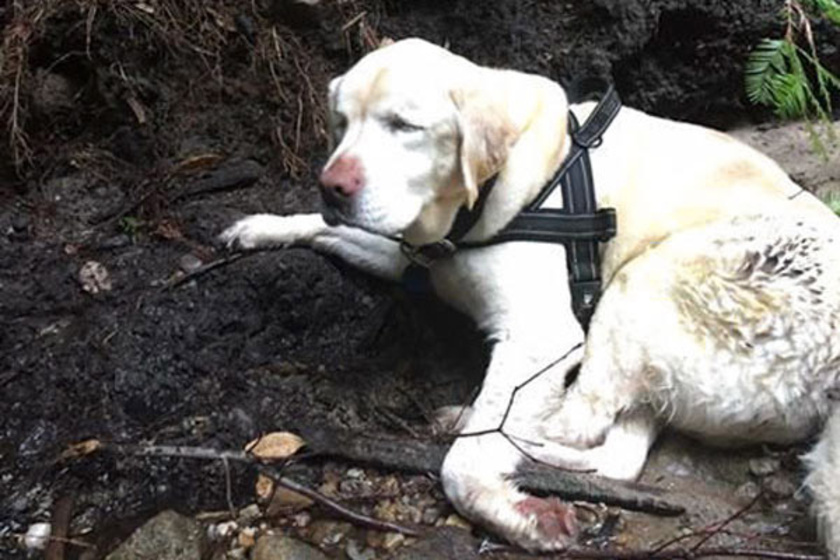 8 napot töltött a vadonban ez a vak kutya: így menekült meg az utolsó pillanatban