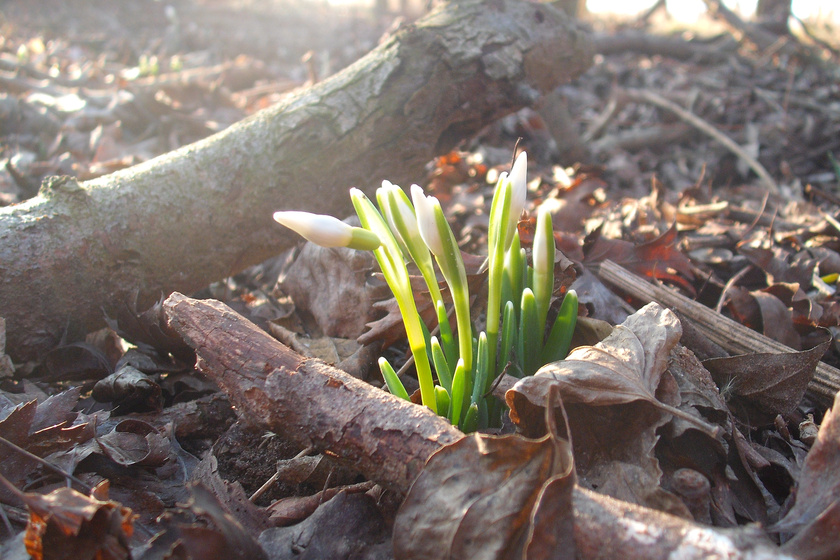Elcsíptük a tavasz egyik leglátványosabb jelenségét: lenyűgöző, ahogy ébredezik a természet