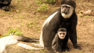 Gereza majom bébi született a Nyíregyházi Állatparkban