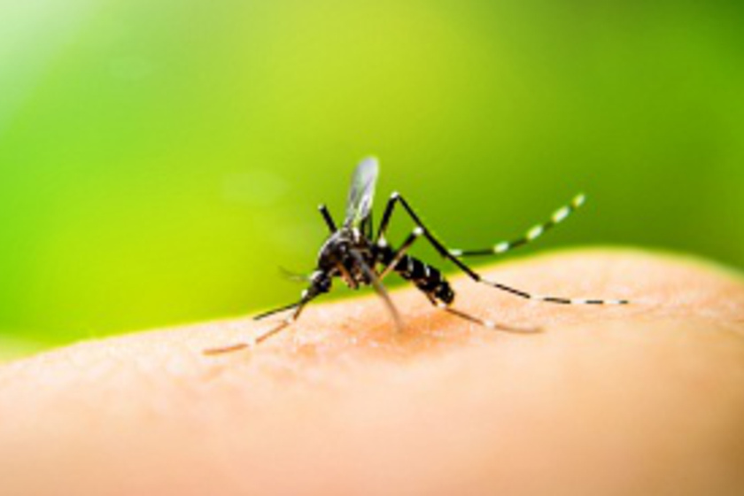 Bőrférgességet terjeszthetnek a magyarországi szúnyogok