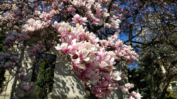 Házaknál is nagyobb bokréták: virágzó liliomfák Mátyásföldön