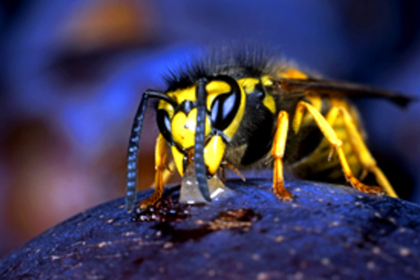 Szívleállás is lehet a vége: 7 rovar a lakásban, amitől súlyos betegséget kaphatsz