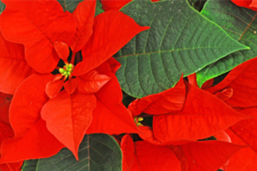 A mikulásvirág gondozása: plusz 6 csodaszép vörös növény