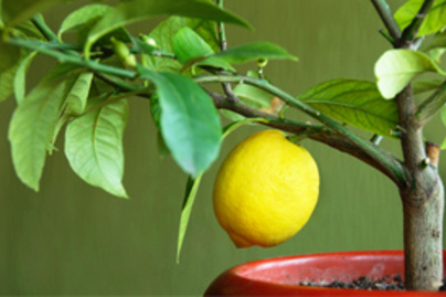 citromfa kicsi
