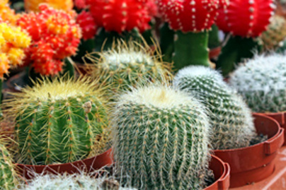 kaktuszok