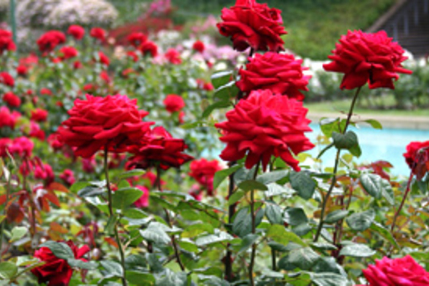 Ámulatba ejtő képeken a világ 10 legszebb rózsakertje