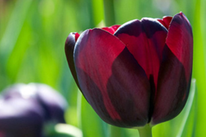 15 érdekes tény a tulipánokról
