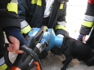 Kannából szabadították ki a tűzoltók egy kisújszállási kutya fejét