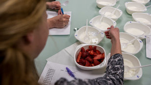 Teszt: Melyik natúr joghurtból készítsünk gyümölcsjoghurtot?